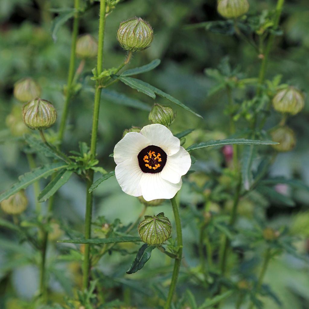 Hibiscus trionum - Aurora común