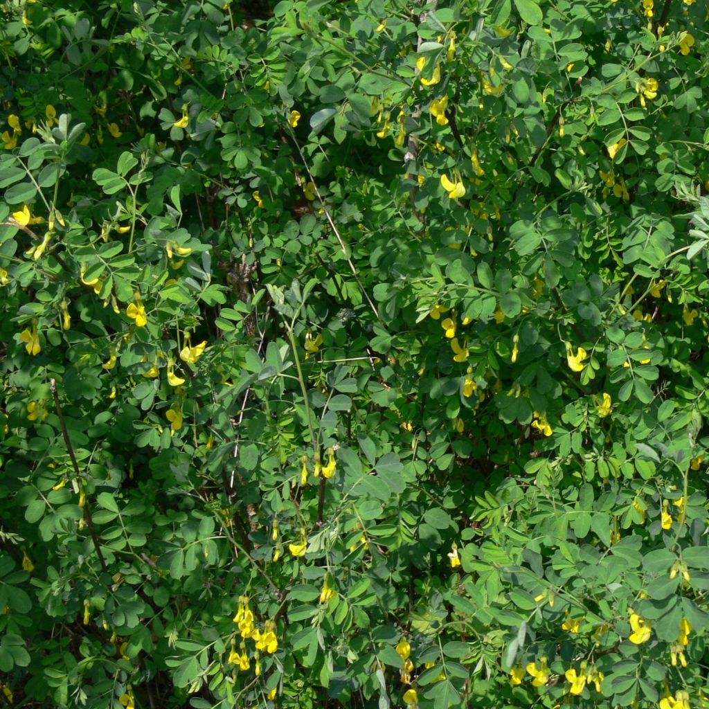 Hippocrepis emerus - Zapatitos de la Virgen