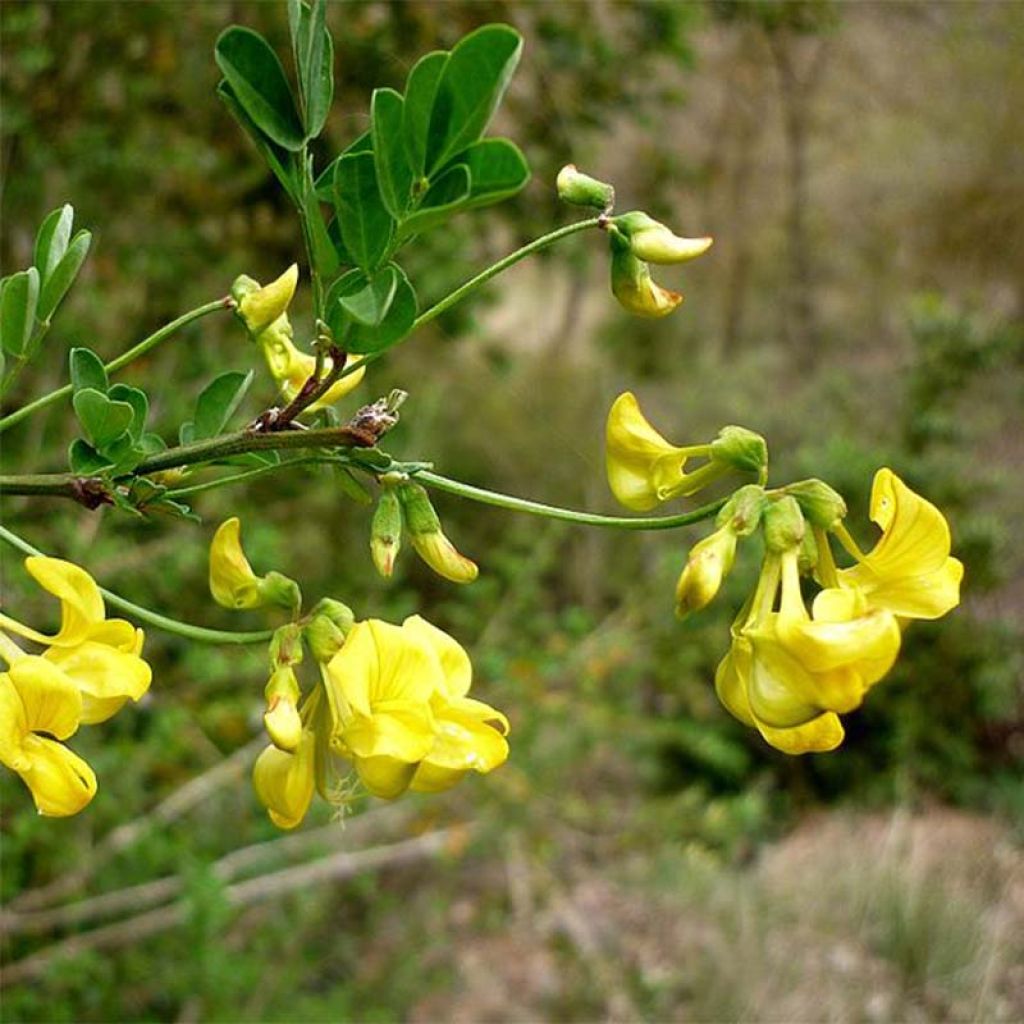 Hippocrepis emerus - Zapatitos de la Virgen