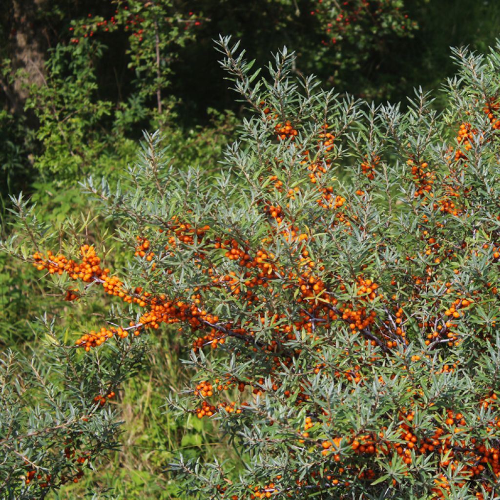 Espino amarillo Sirola (Hembra)