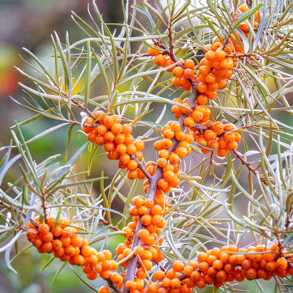 Espino amarillo (semillas) - Hippophae rhamnoides