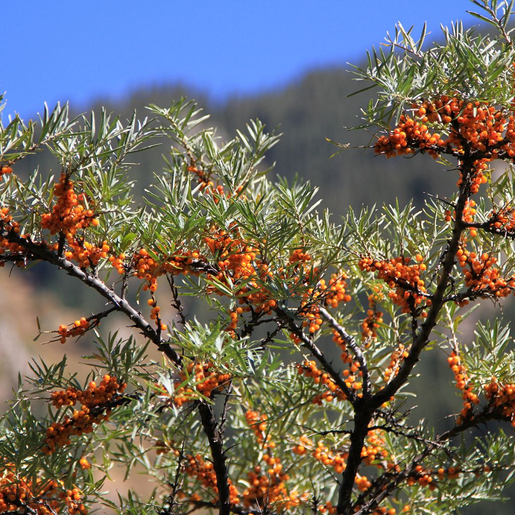 Espino amarillo (semillas) - Hippophae rhamnoides