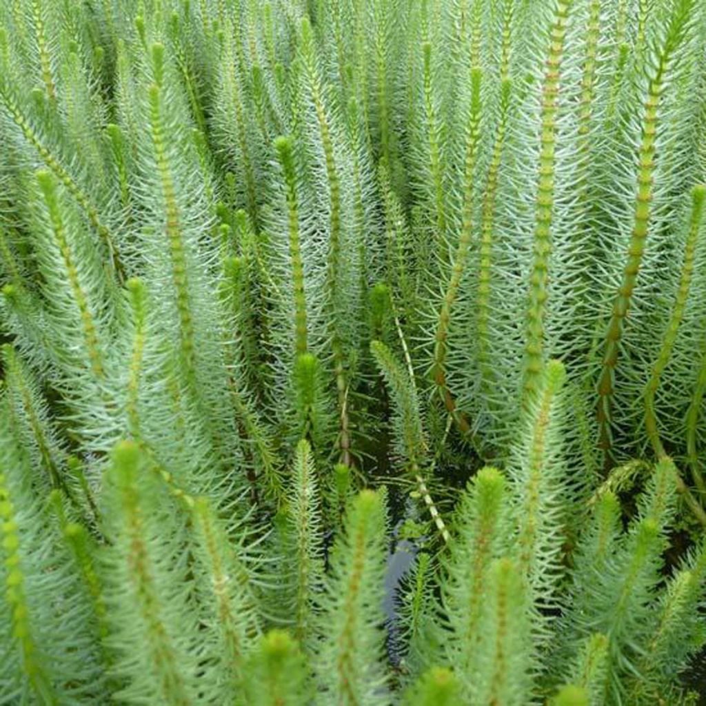 Hippuris vulgaris - Pesse d'eau
