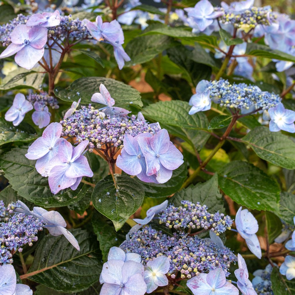 Hydrangea macrophylla Endless Summer Pop Star - Hortensia