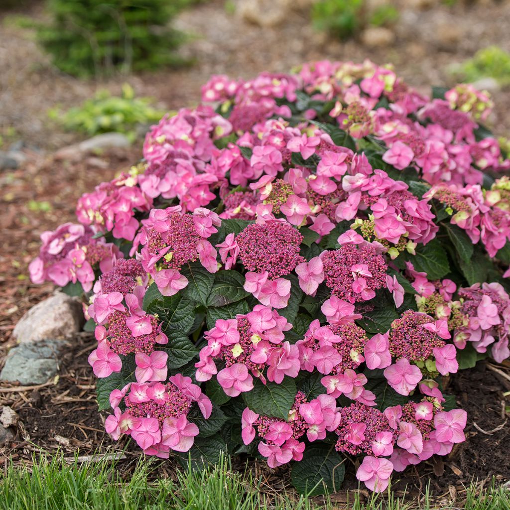 Hydrangea macrophylla Endless Summer Pop Star - Hortensia