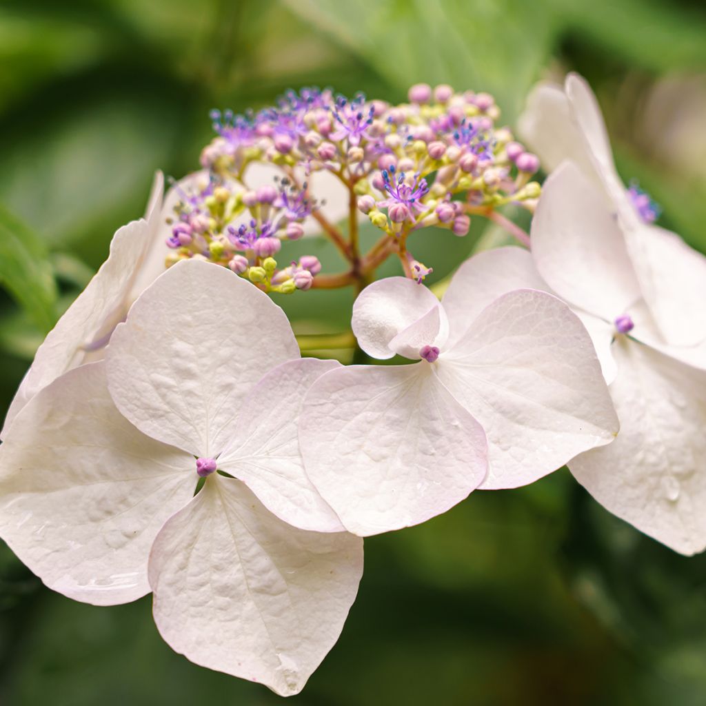 Hortensia French Bolero - Hydrangea