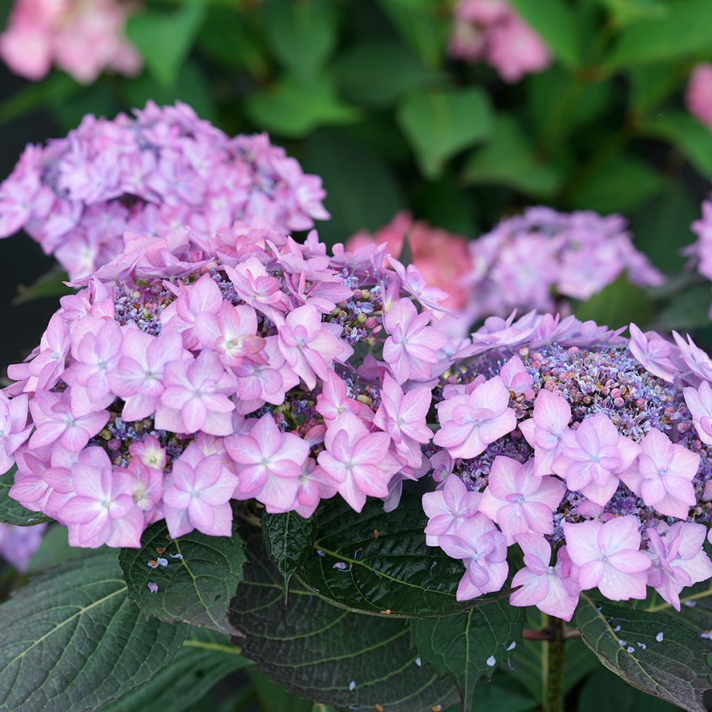 Hydrangea  serrata Frozen Smoothie - Hortensia 