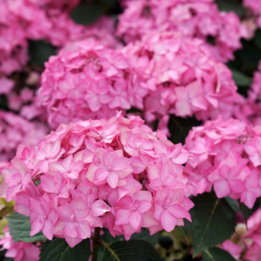 Hydrangea  serrata Frozen Smoothie - Hortensia 