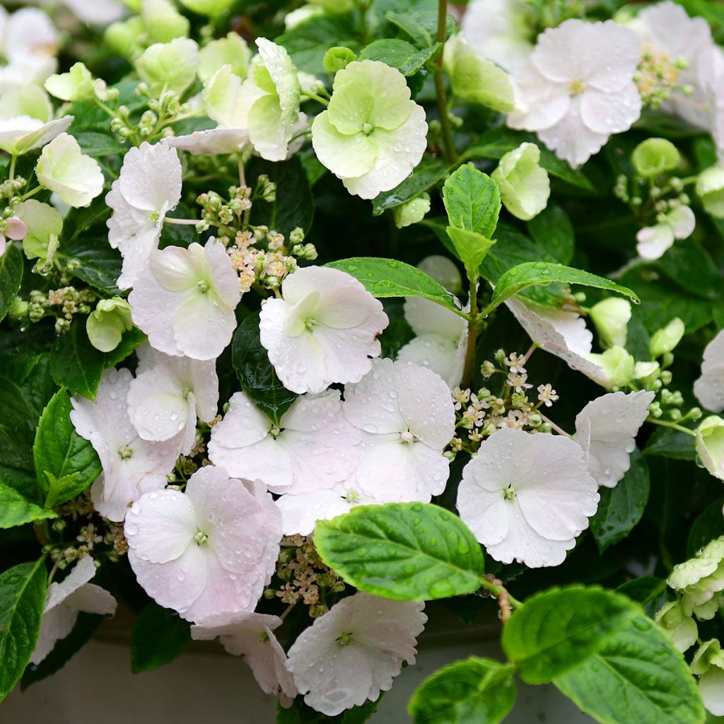 Hortensia Runaway Bride - Hydrangea