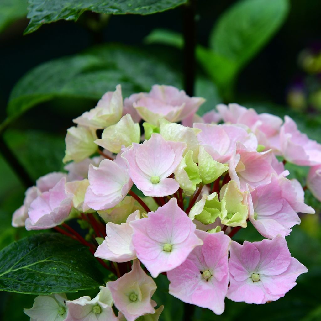 Hortensia Runaway Bride - Hydrangea