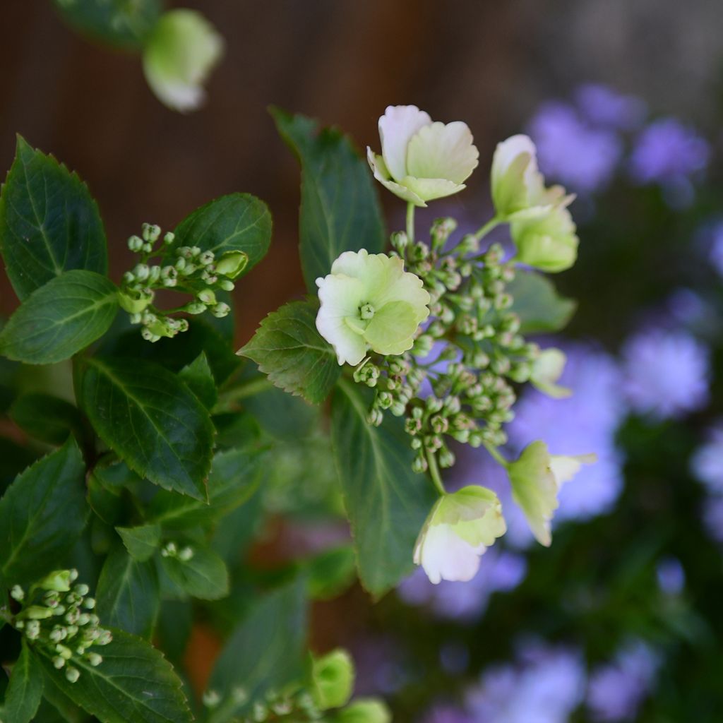 Hortensia Runaway Bride - Hydrangea
