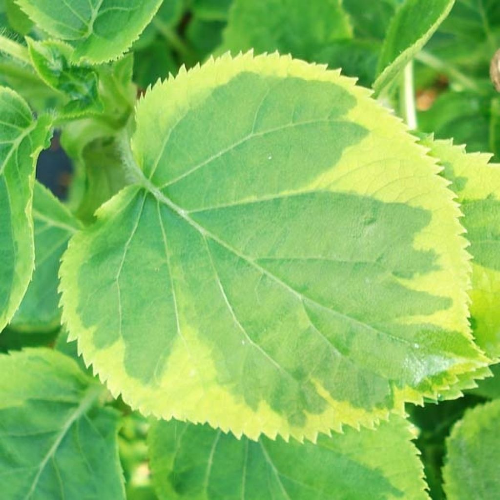Hortensia anomala var. petiolaris Miranda - Hortensia trepadora