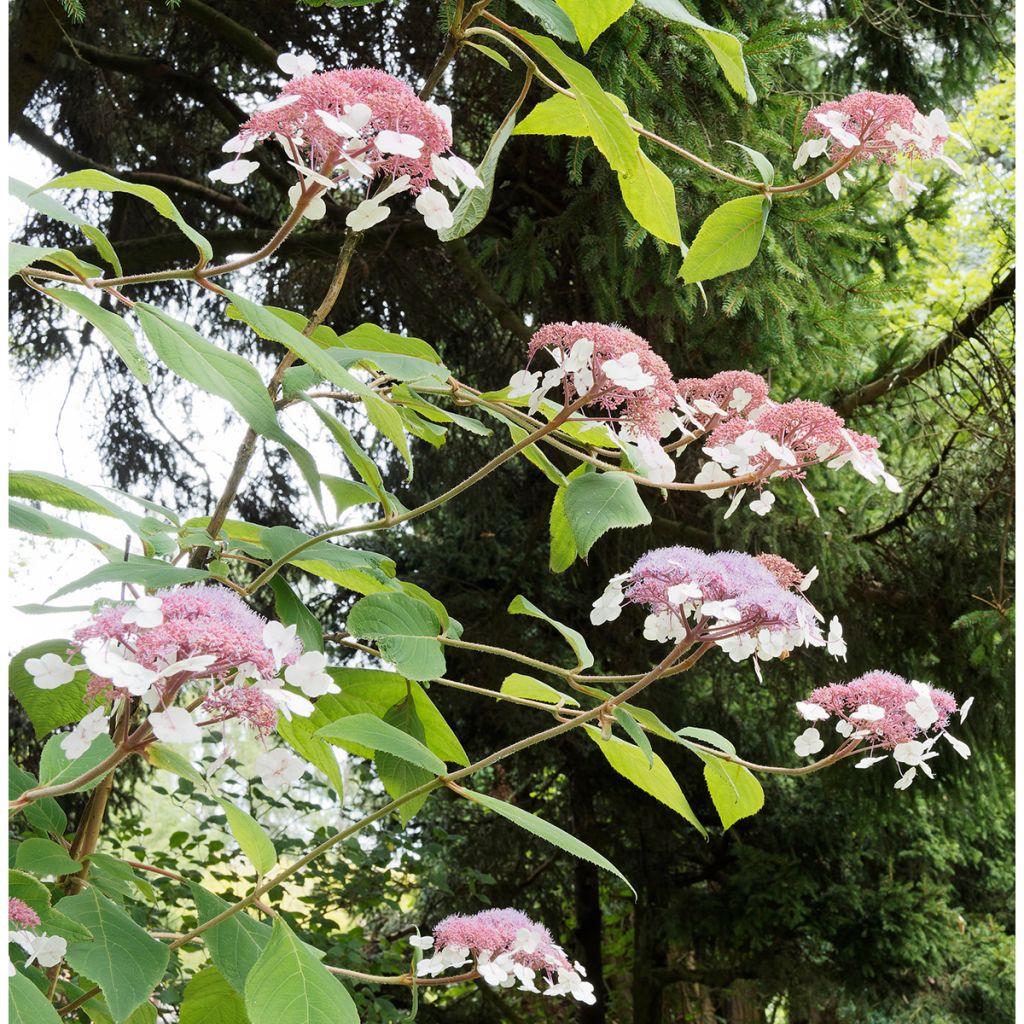 Hortensia aspera subsp. sargentiana Goldrush - Hydrangea