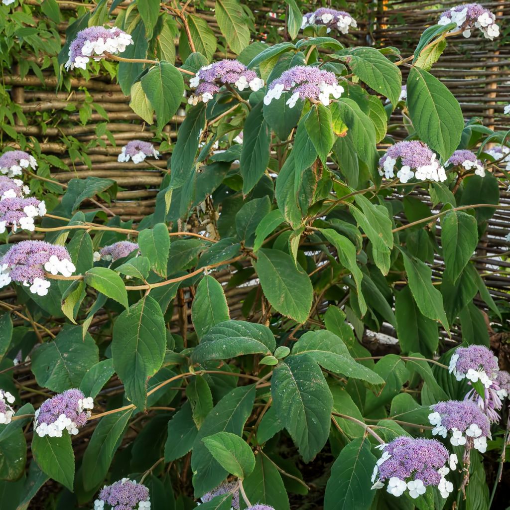 Hortensia aspera subsp.sargentiana - Hydrangea