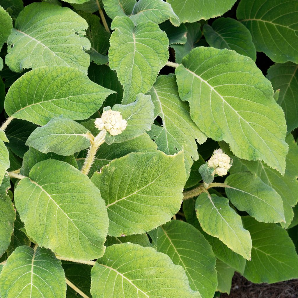 Hortensia aspera subsp.sargentiana - Hydrangea