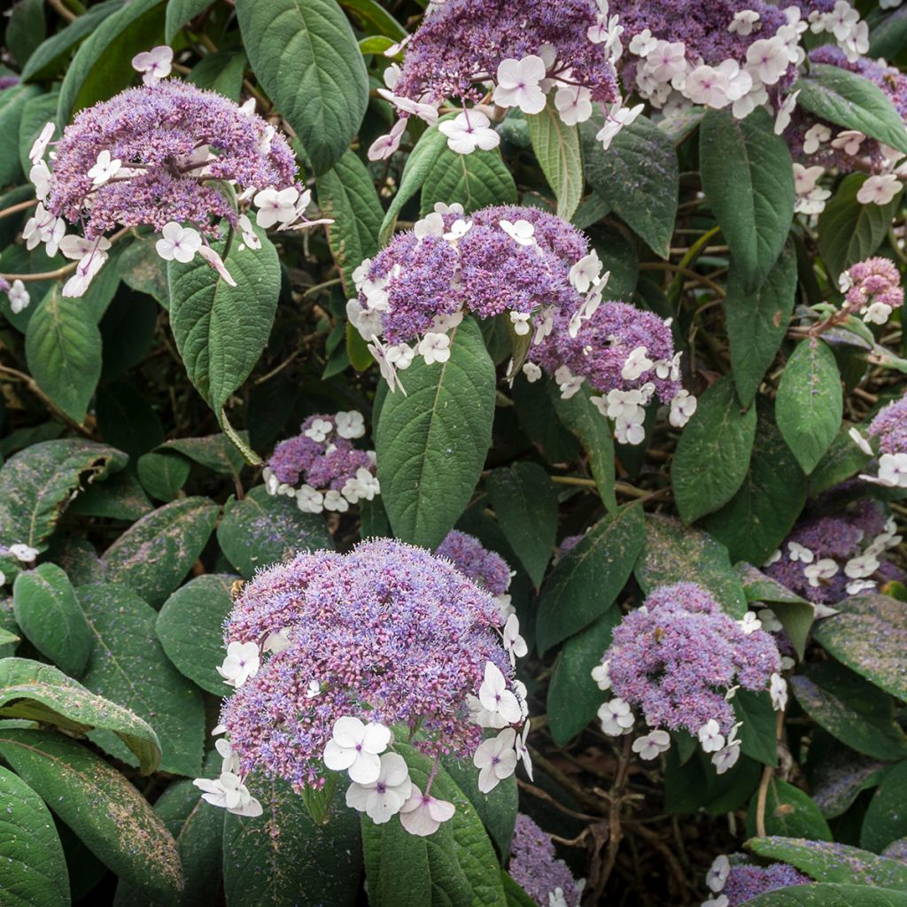 Hortensia aspera subsp.sargentiana - Hydrangea