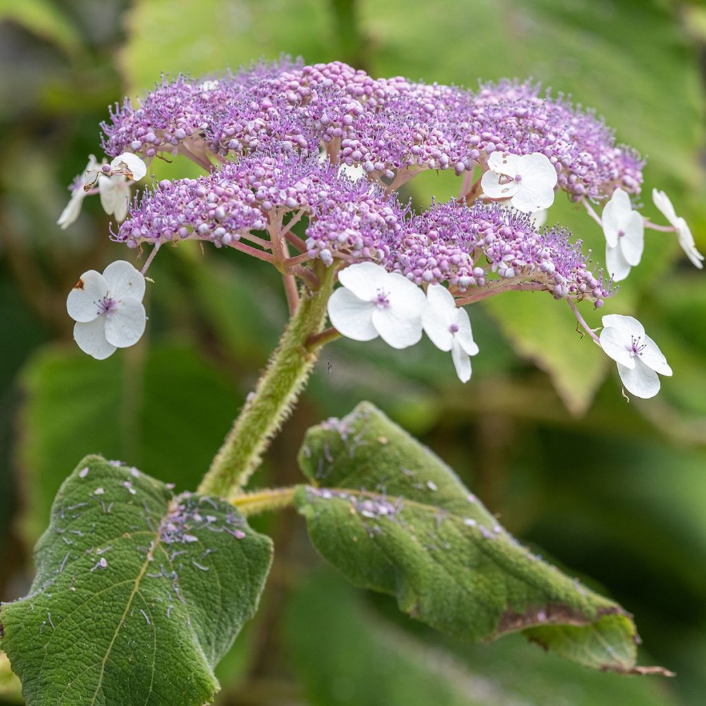 Hortensia aspera subsp.sargentiana - Hydrangea