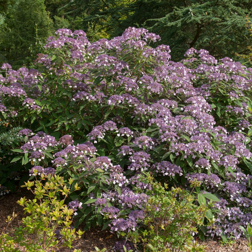 Hortensia aspera Velvet & Lace - Hydrangea