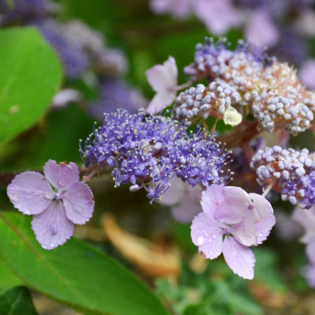 Hortensia aspera Villosa - Hydrangea