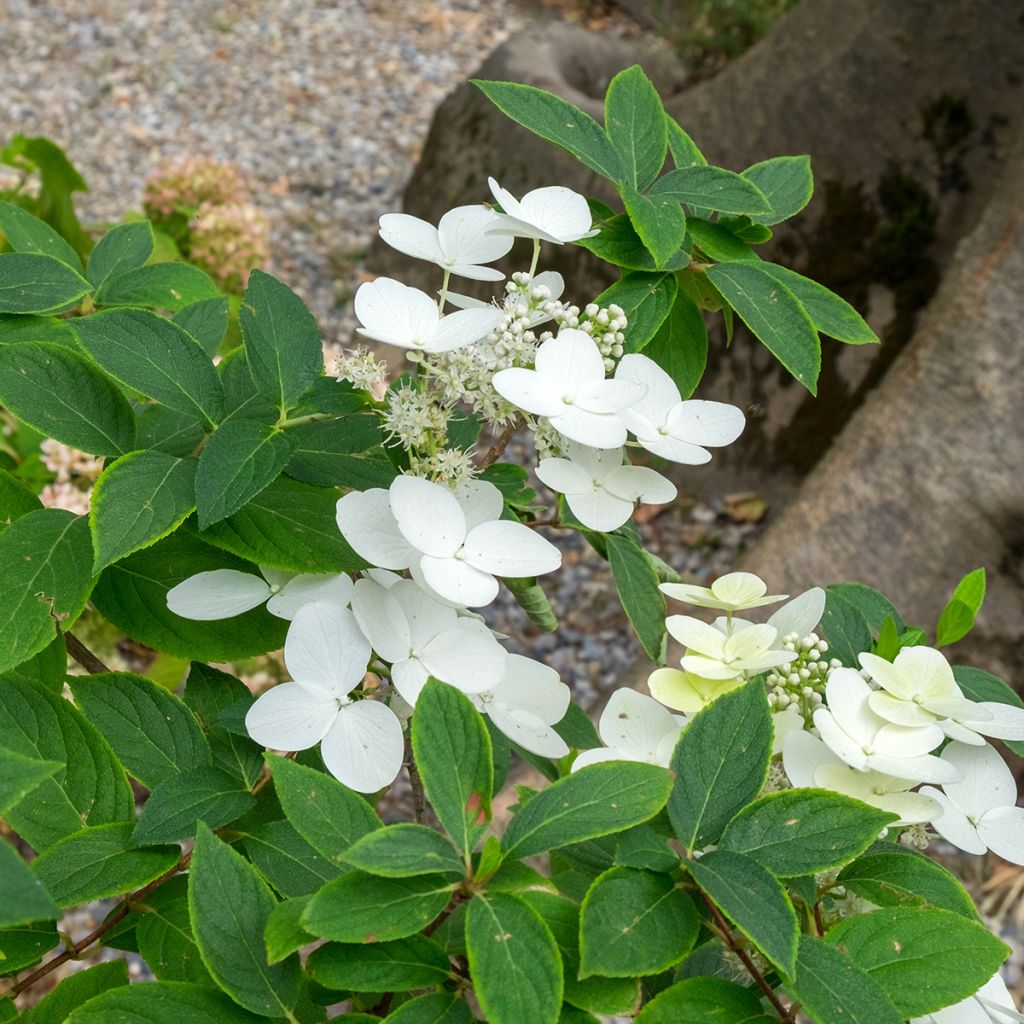 Hortensia heteromalla - Hydrangea