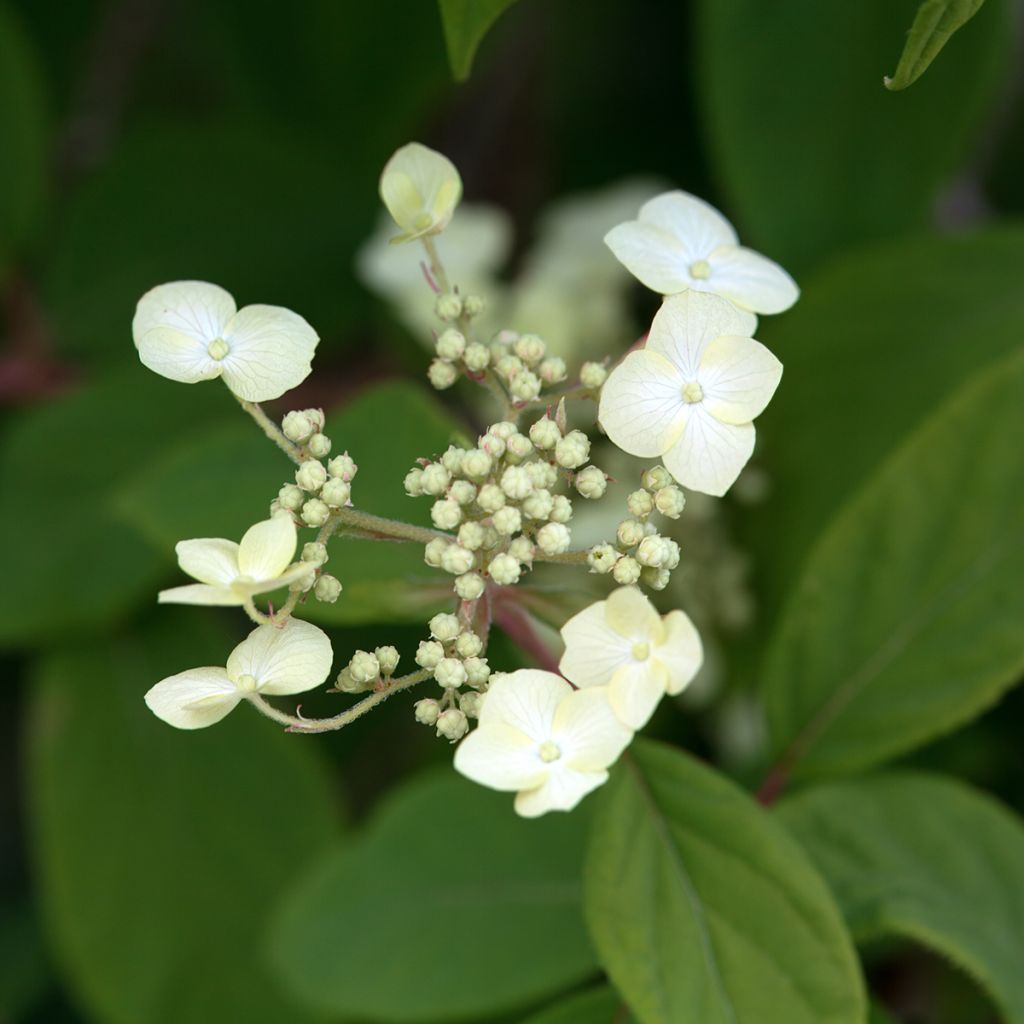 Hortensia heteromalla - Hydrangea