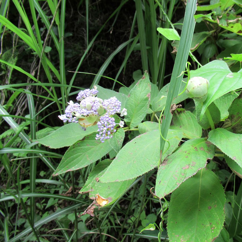 Hortensia involucrata - Hydrangea