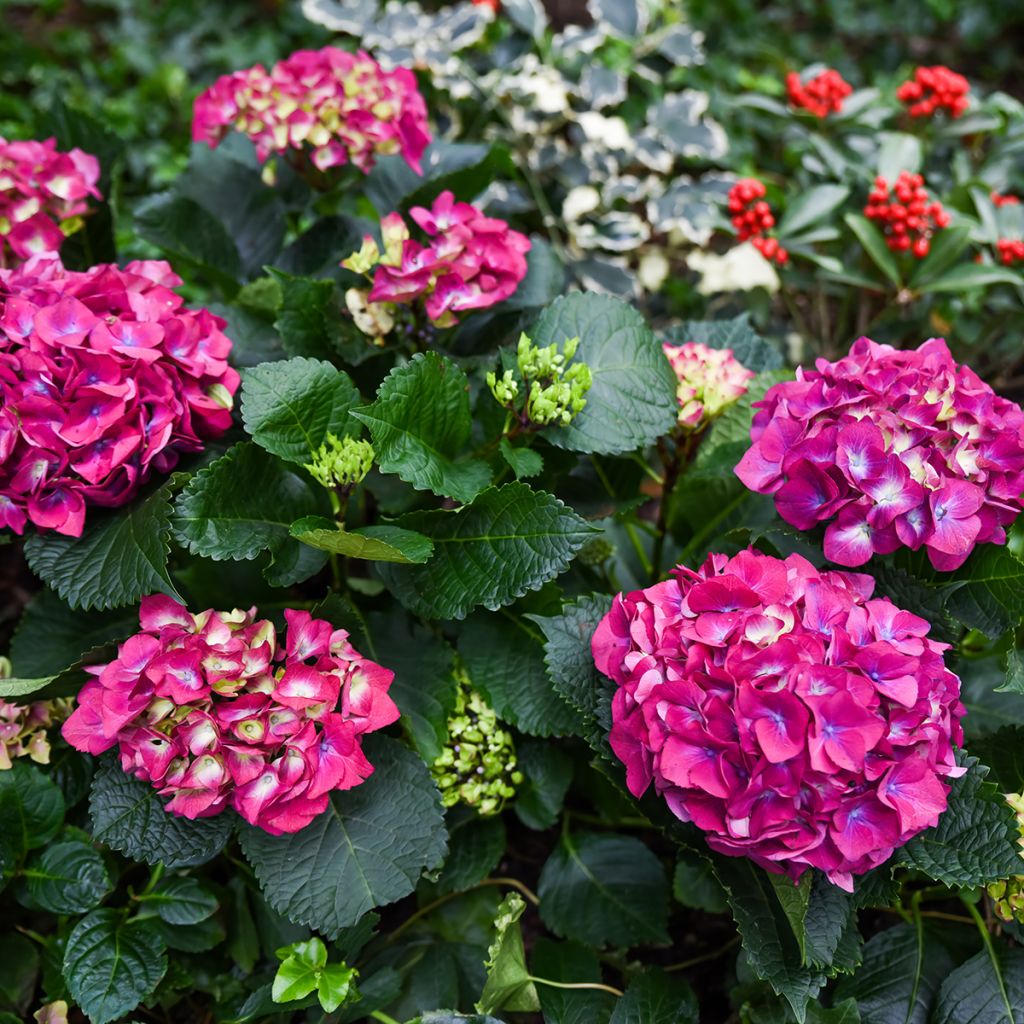 Hortensia macrophylla Baron Rouge - Hydrangea