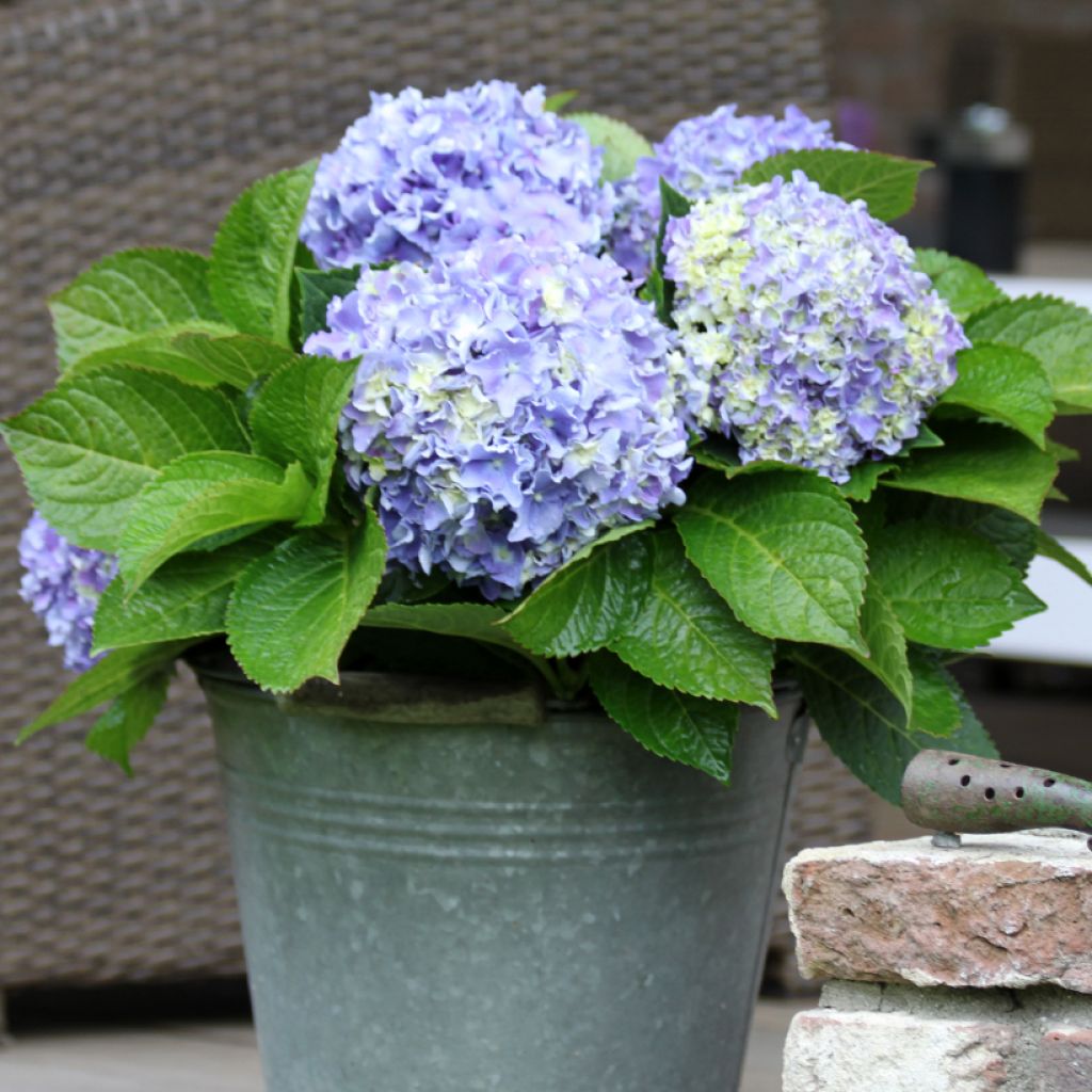 Hortensia macrophylla Beautensia Spike - Hydrangea