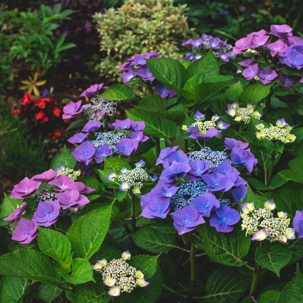 Hortensia macrophylla Blaumeise - Hydrangea