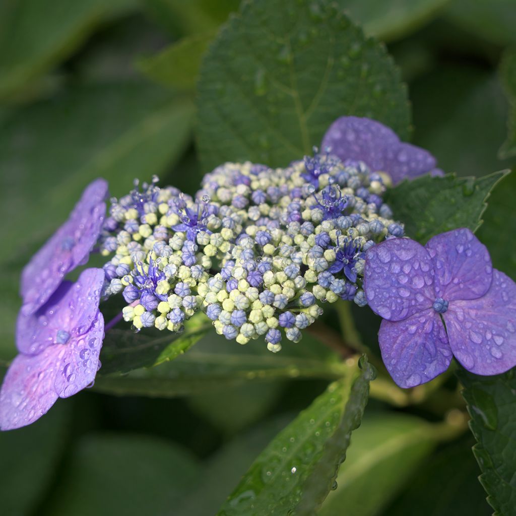 Hortensia macrophylla Blaumeise - Hydrangea
