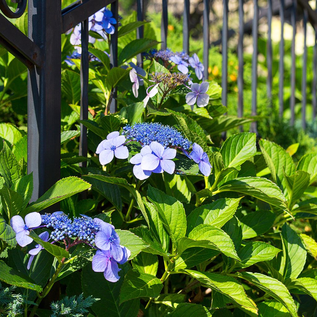 Hortensia macrophylla Blaumeise - Hydrangea
