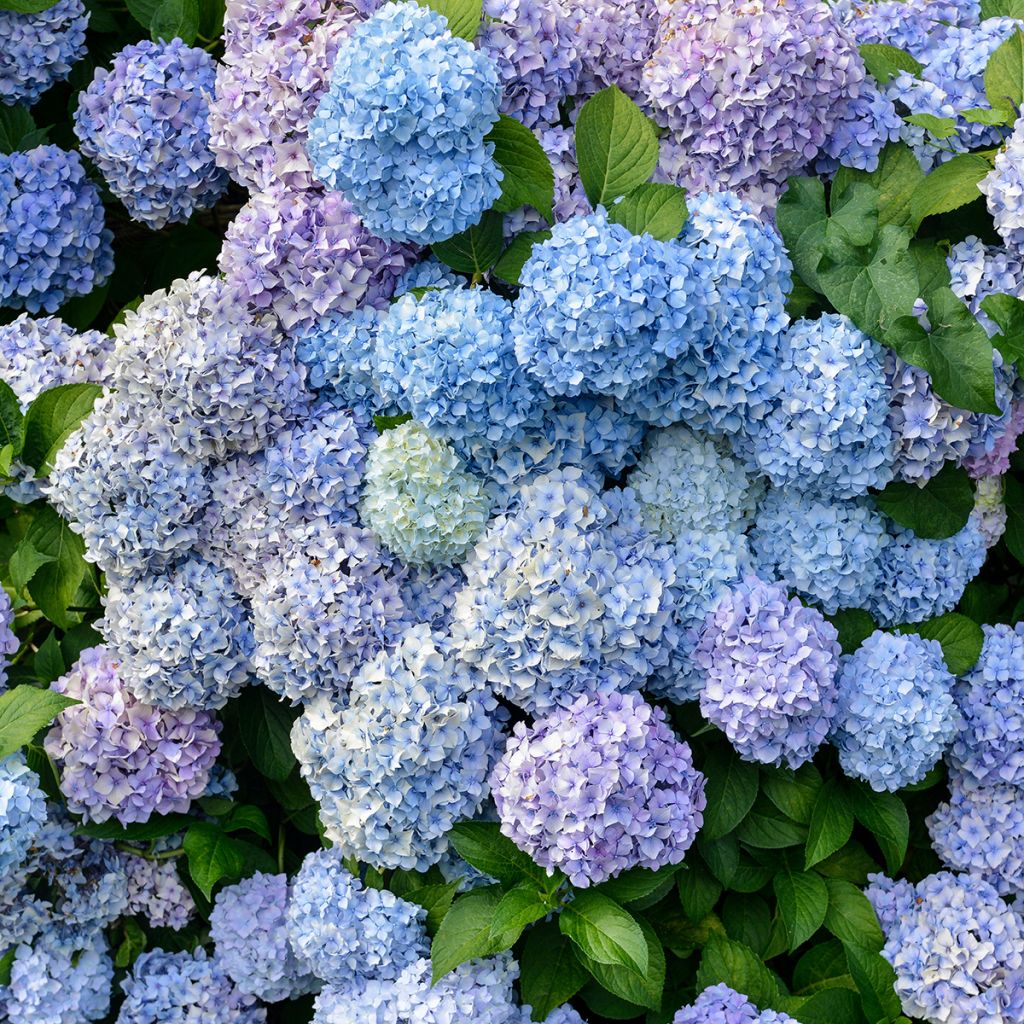 Hortensia macrophylla Bodensee - Hydrangea