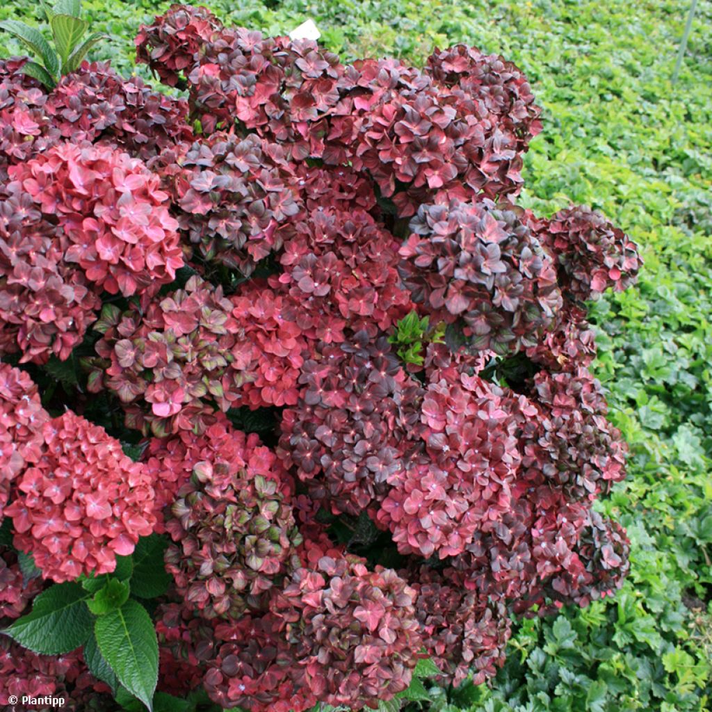 Hortensia macrophylla Chocolate Ever Belles - Hydrangea