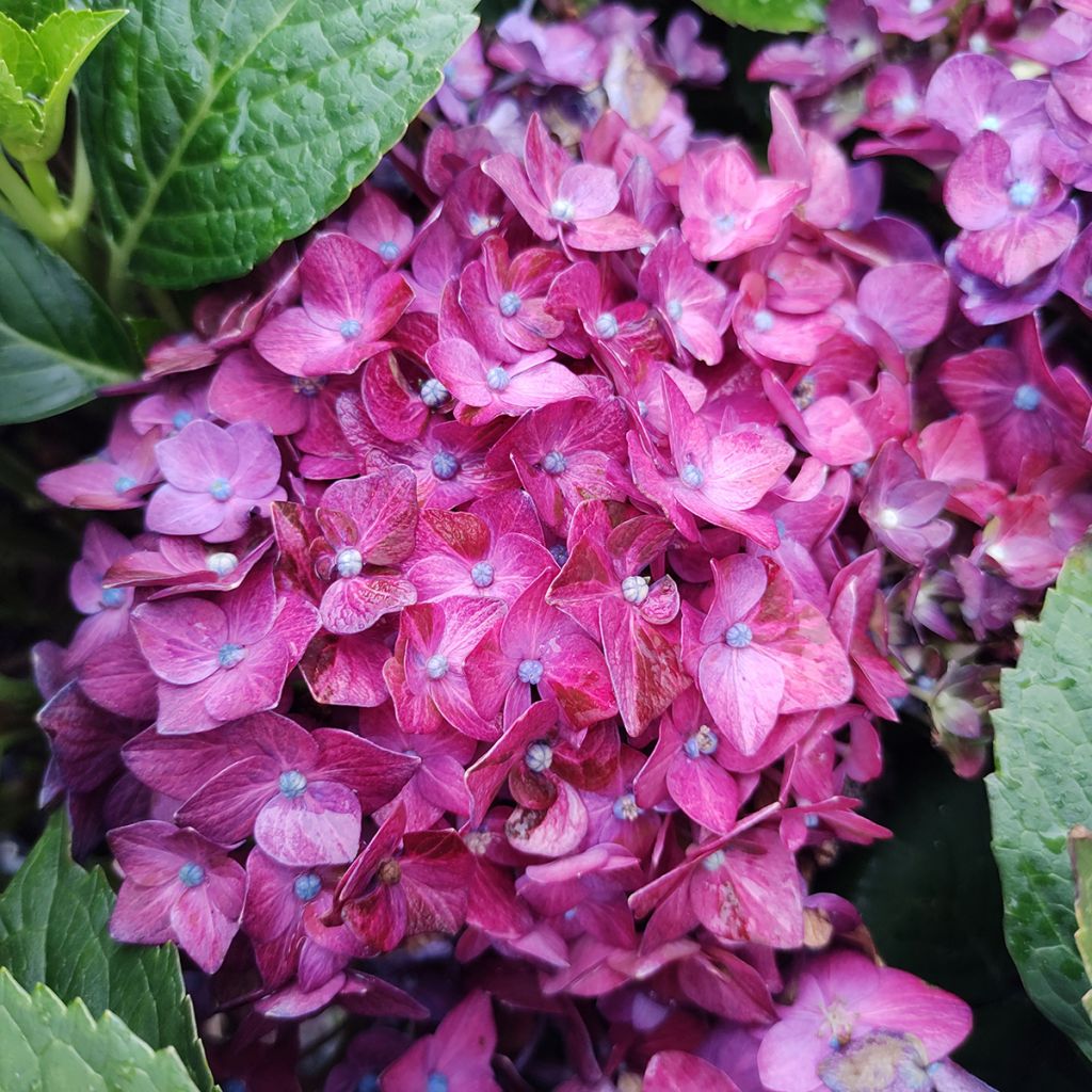 Hortensia macrophylla Deep Purple Dance - Hydrangea