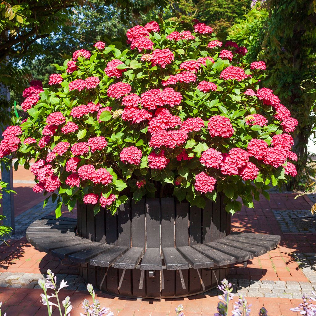Hortensia macrophylla Deutschland - Hydrangea