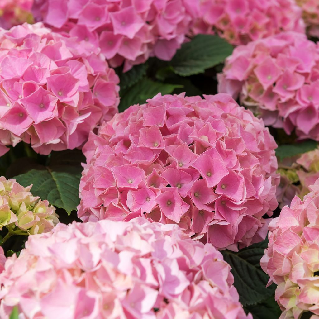 Hortensia macrophylla Early Rose - Hydrangea