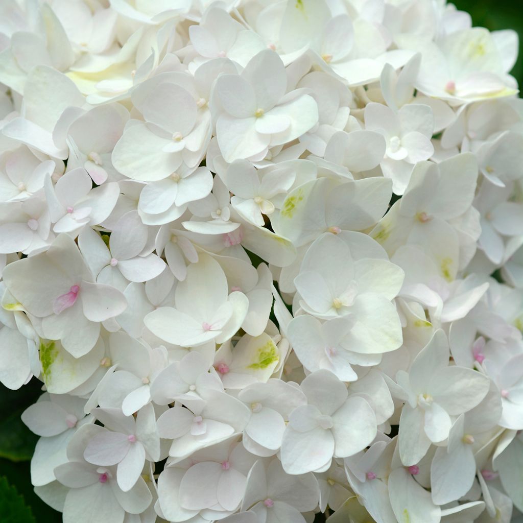 Hortensia macrophylla Endless Summer The Bride - Hydrangea