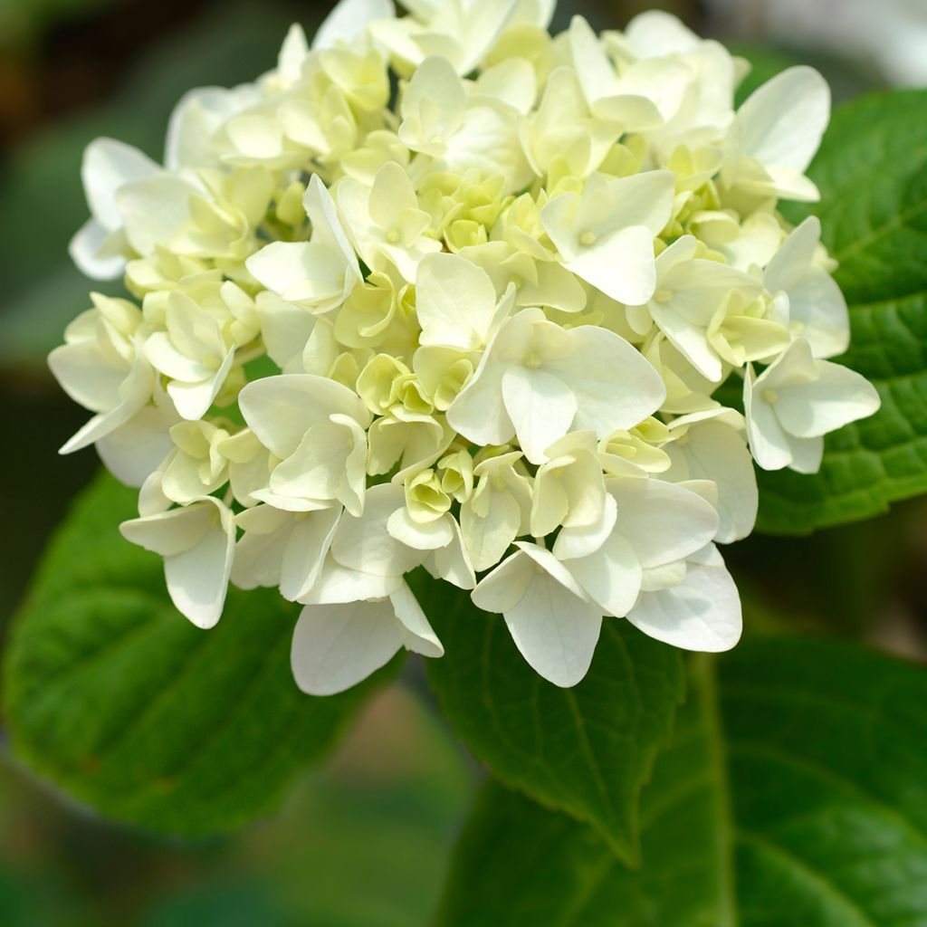 Hortensia macrophylla Endless Summer The Bride - Hydrangea