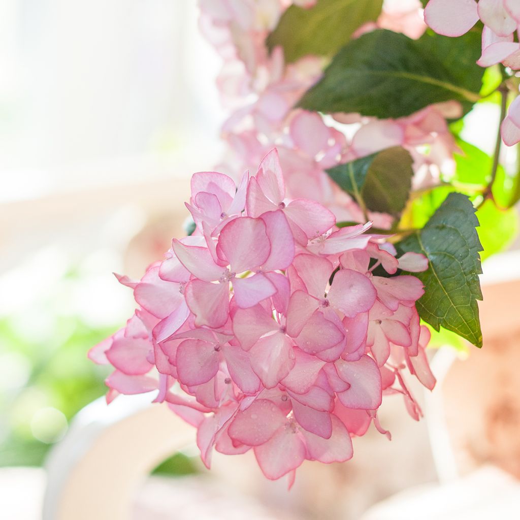 Hortensia macrophylla Endless Summer The Bride - Hydrangea