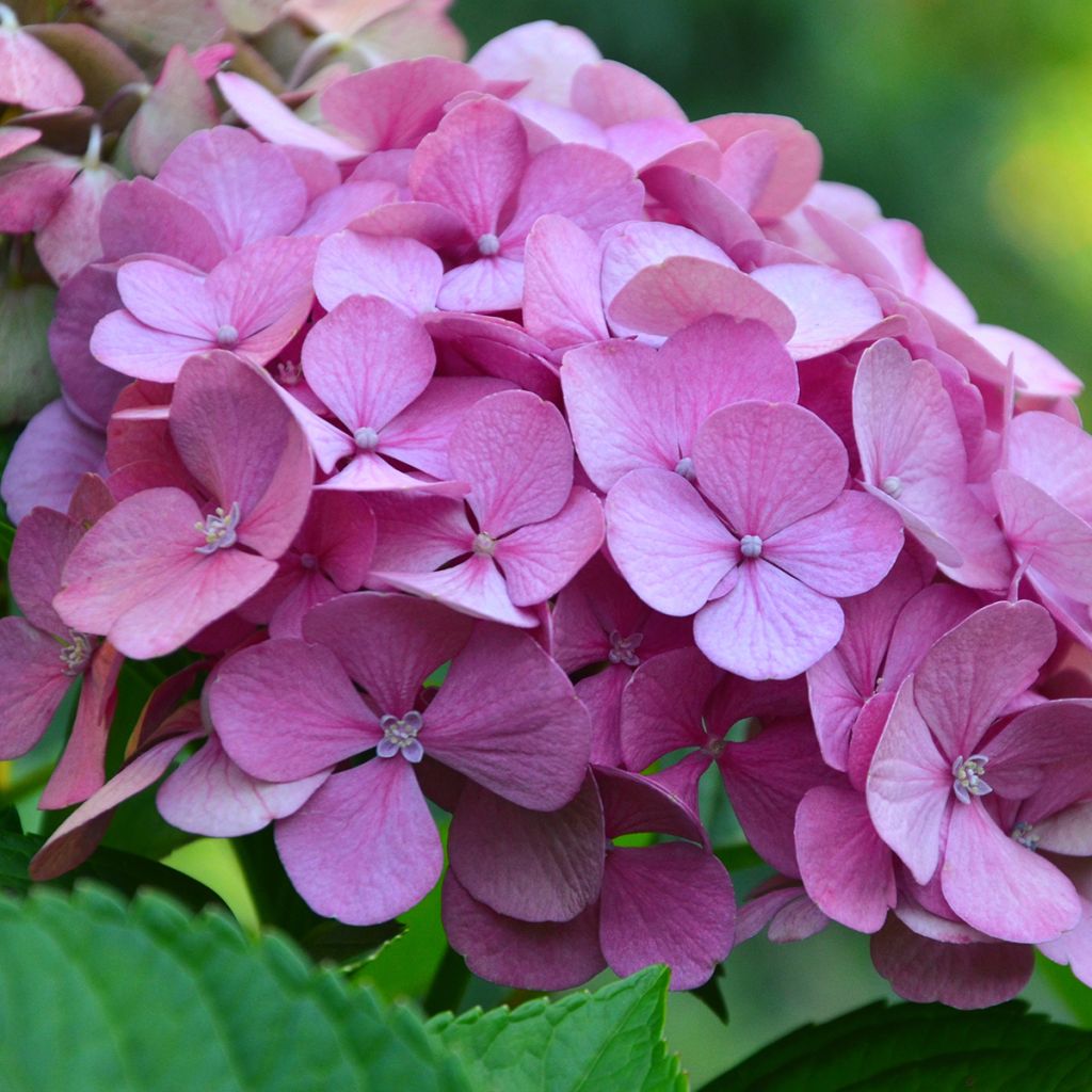 Hortensia macrophylla Endless Summer The Original Pink - Hydrangea