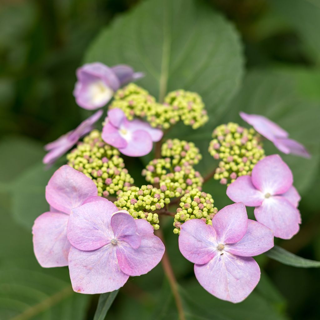 Hortensia macrophylla Endless Summer Twist and Shout - Hydrangea