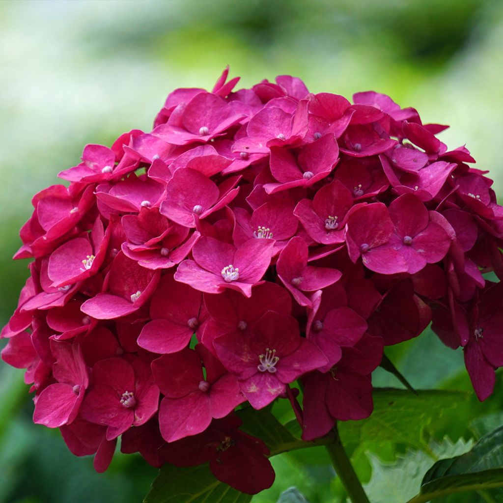 Hortensia macrophylla Eughen Hahn - Hydrangea