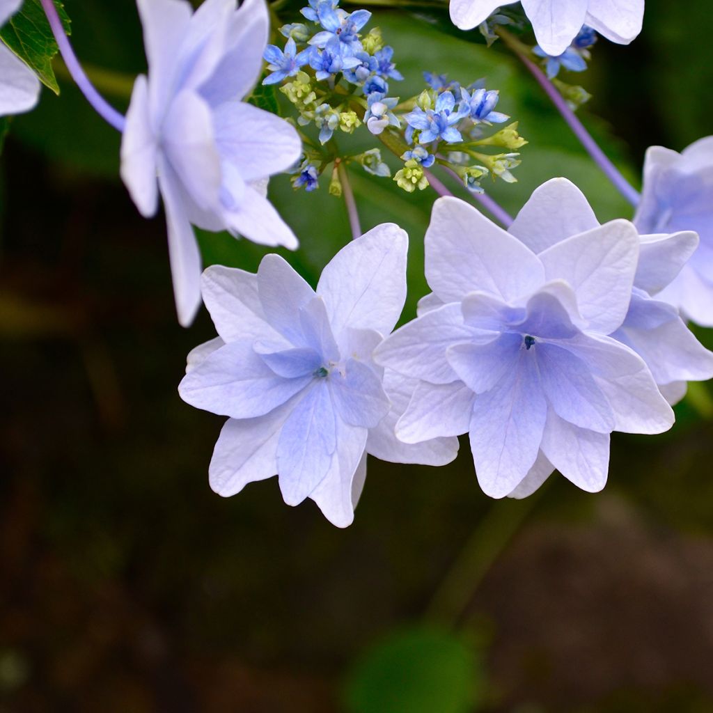 Hortensia macrophylla Fireworks Blue - Hydrangea