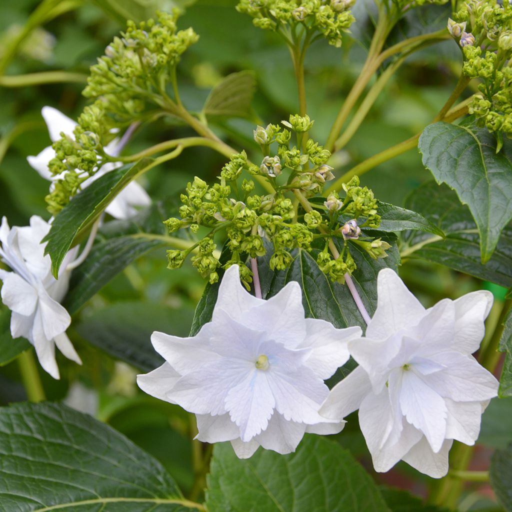 Hortensia macrophylla Hovaria Fireworks White - Hydrangea