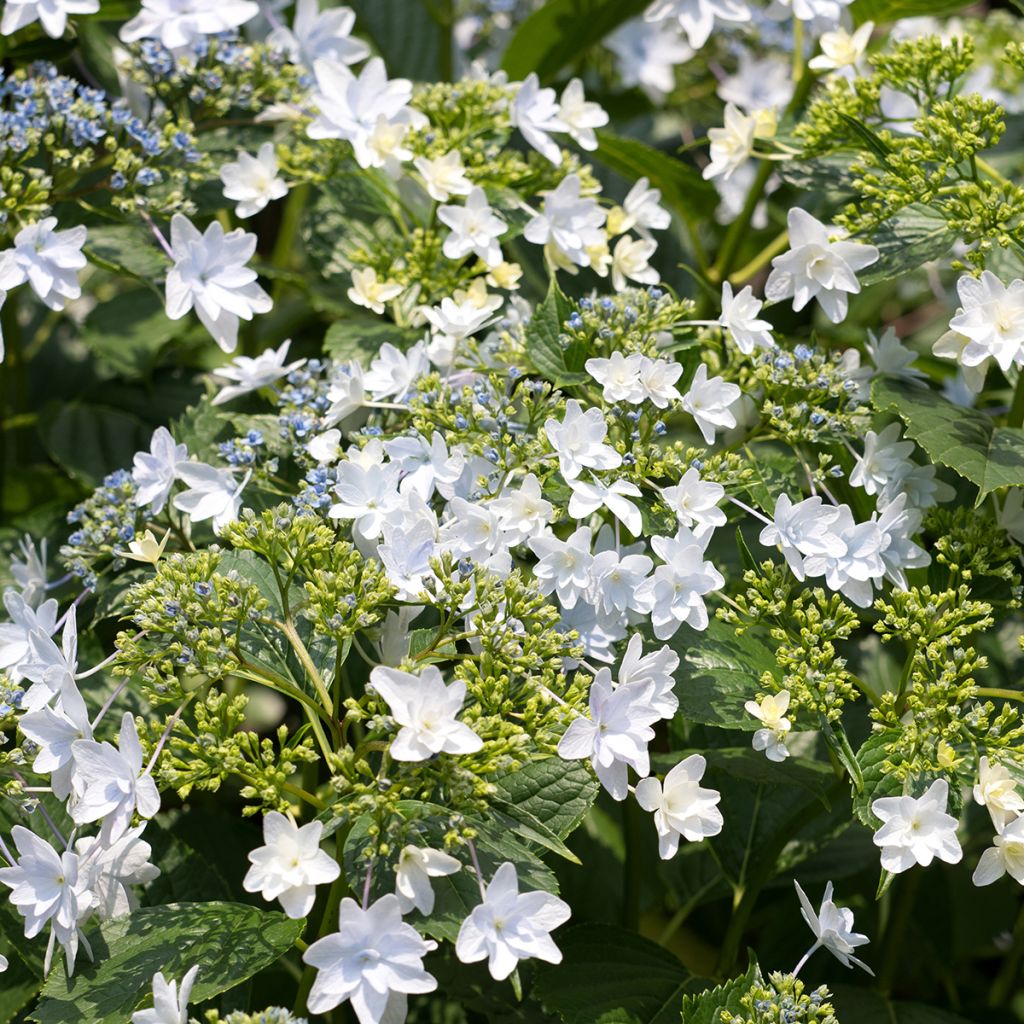 Hortensia macrophylla Hovaria Fireworks White - Hydrangea