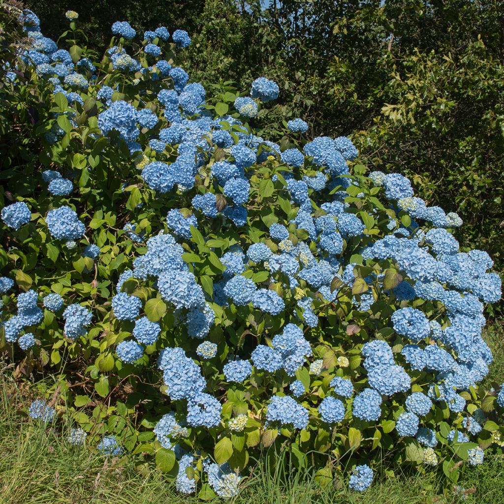 Hortensia macrophylla Generale Vicomtesse de Vibraye - Hydrangea
