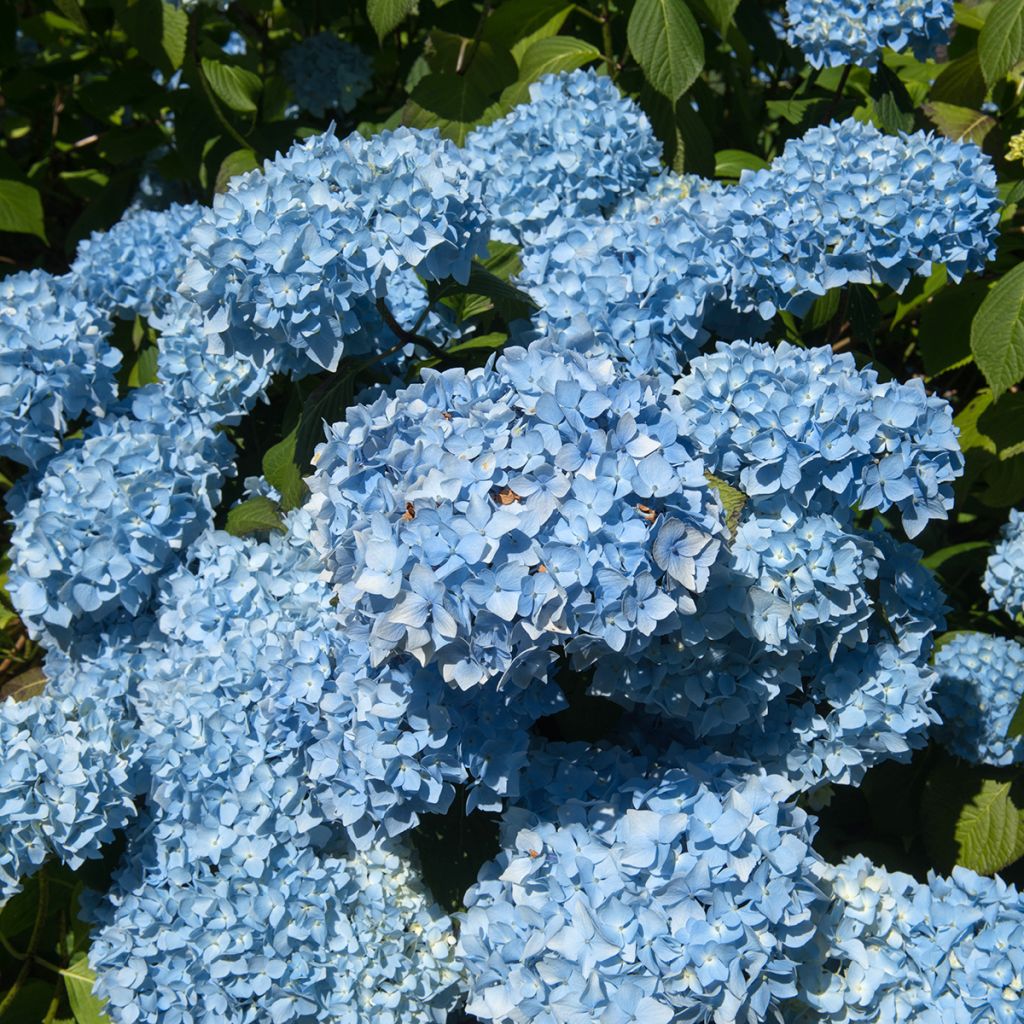 Hortensia macrophylla Generale Vicomtesse de Vibraye - Hydrangea