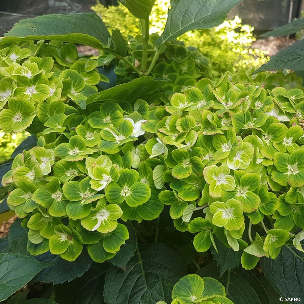 Hortensia macrophylla Green Ever Belles - Hydrangea