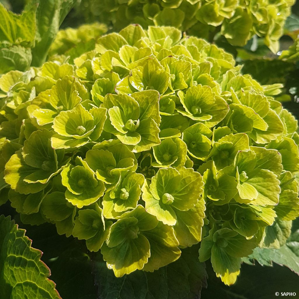 Hortensia macrophylla Green Ever Belles - Hydrangea