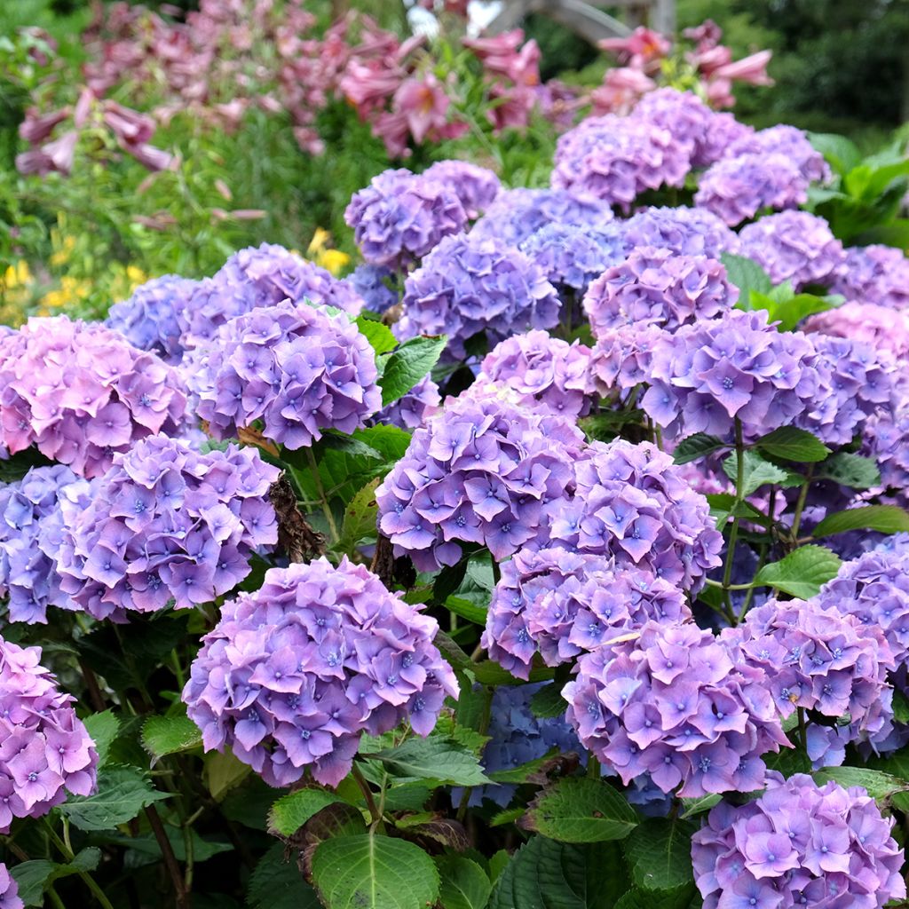 Hortensia macrophylla Hambourg - Hydrangea